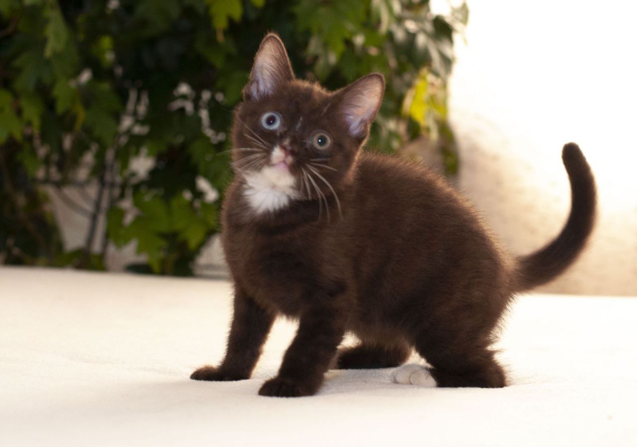 product photo Efim British Shorthair