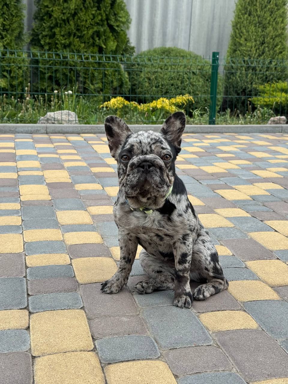 product photo French Bulldog Female «Sierra”