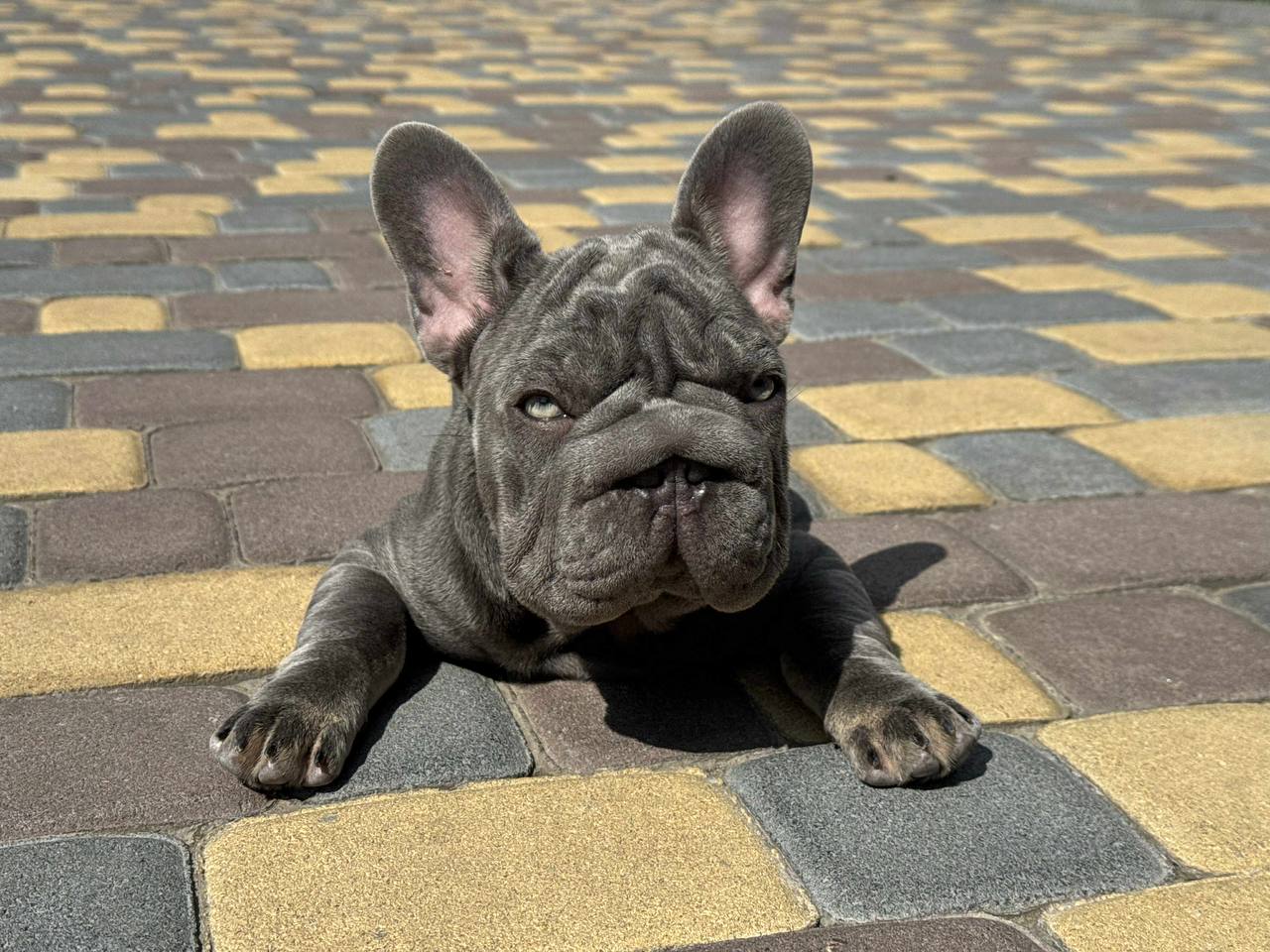 product photo French Bulldog Female “Luna”