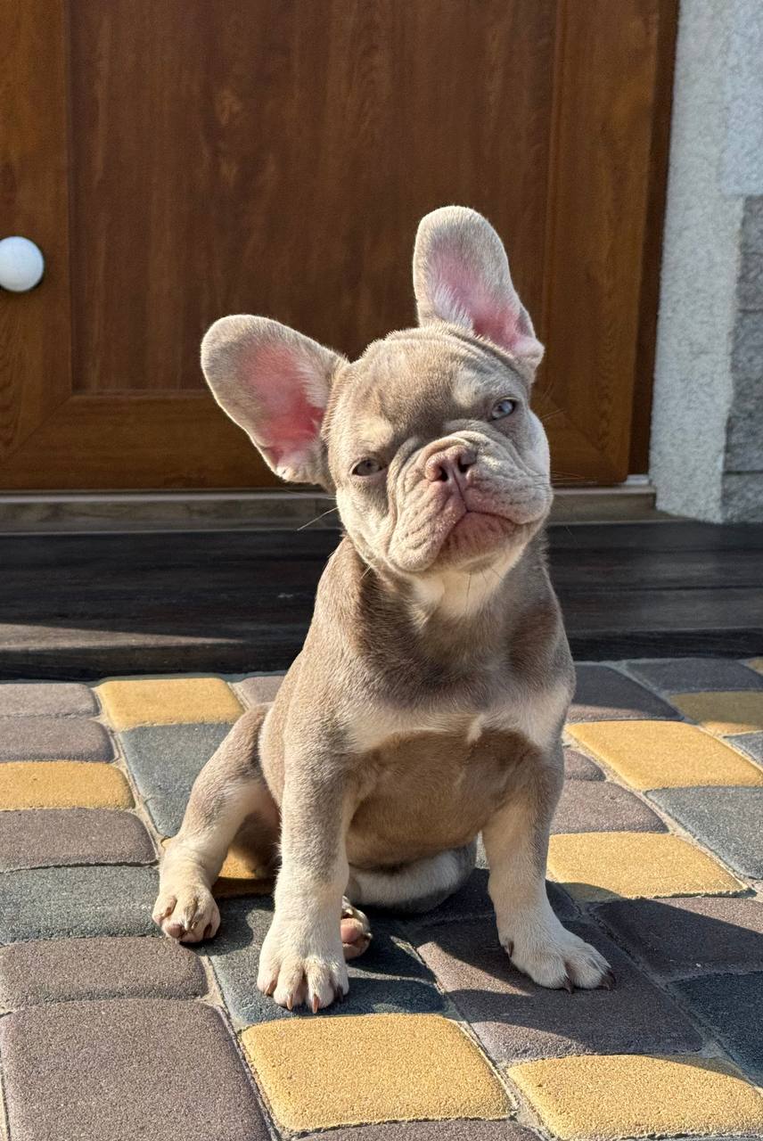 product photo French Bulldog Male “Latte”