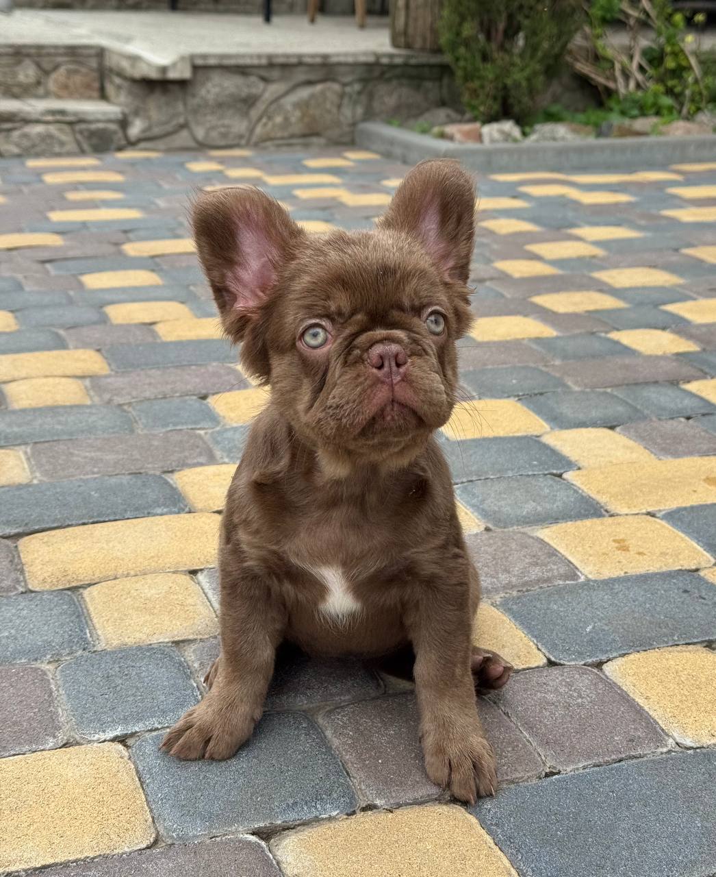 product photo French Bulldog Female “Lola”