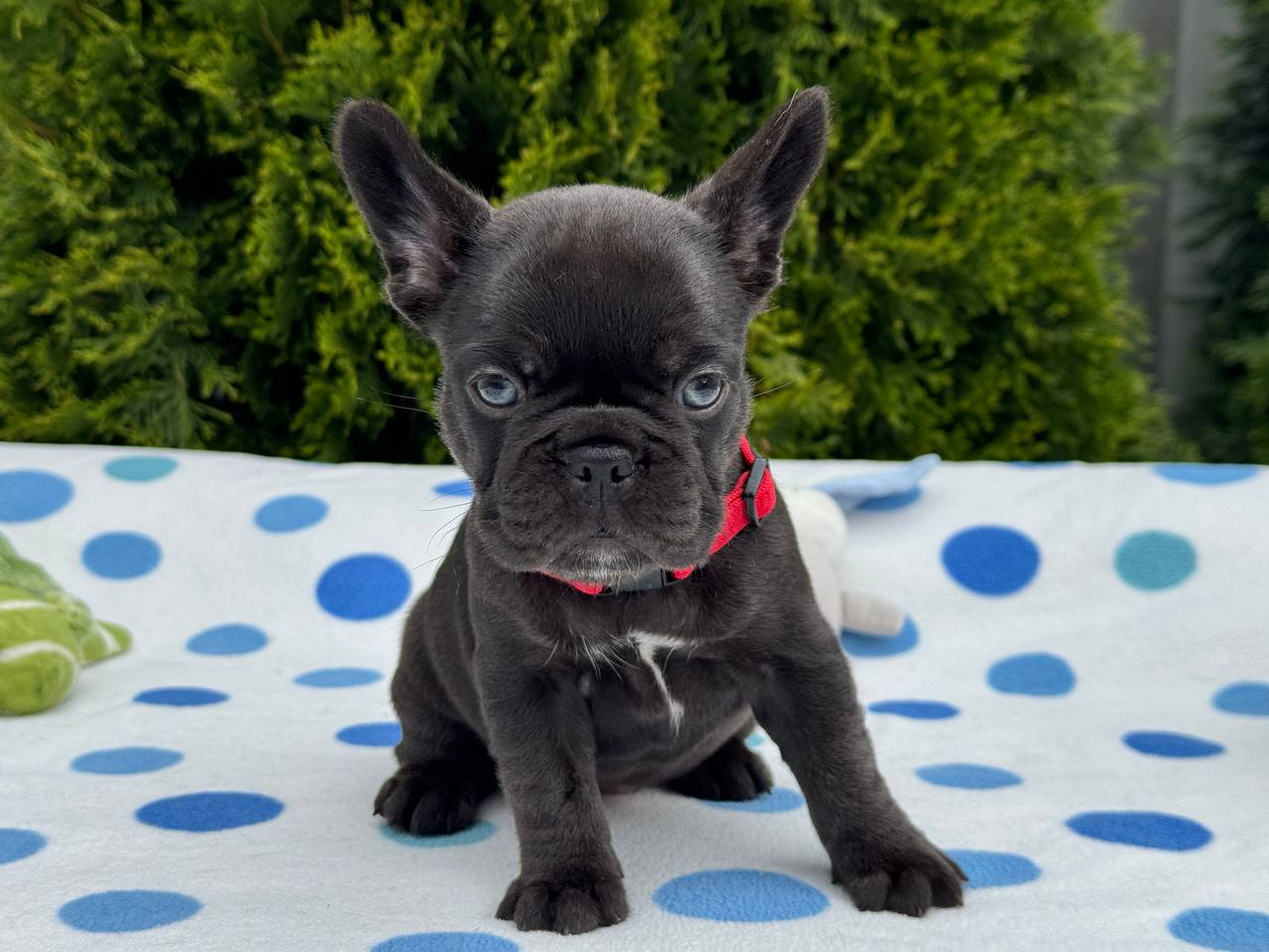 product photo French Bulldog Blue female