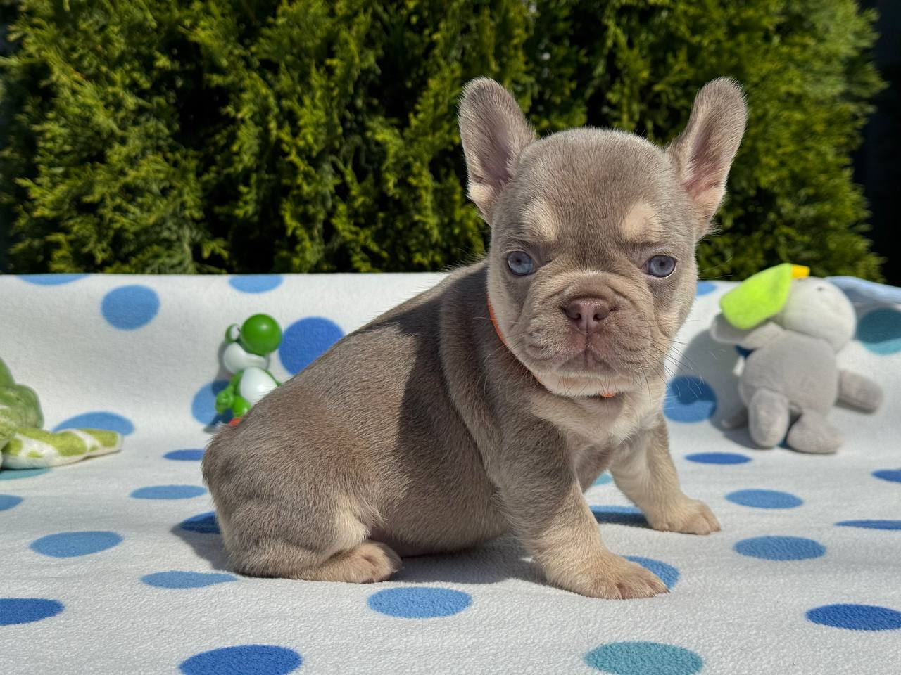 product photo French Bulldog  female