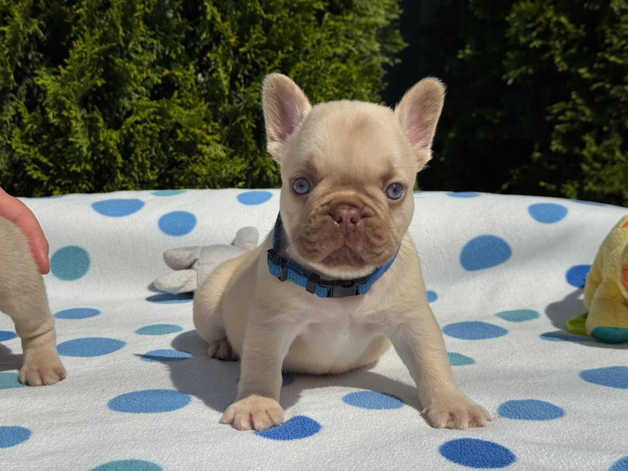 product photo French Bulldog male new shade rojo fawn color