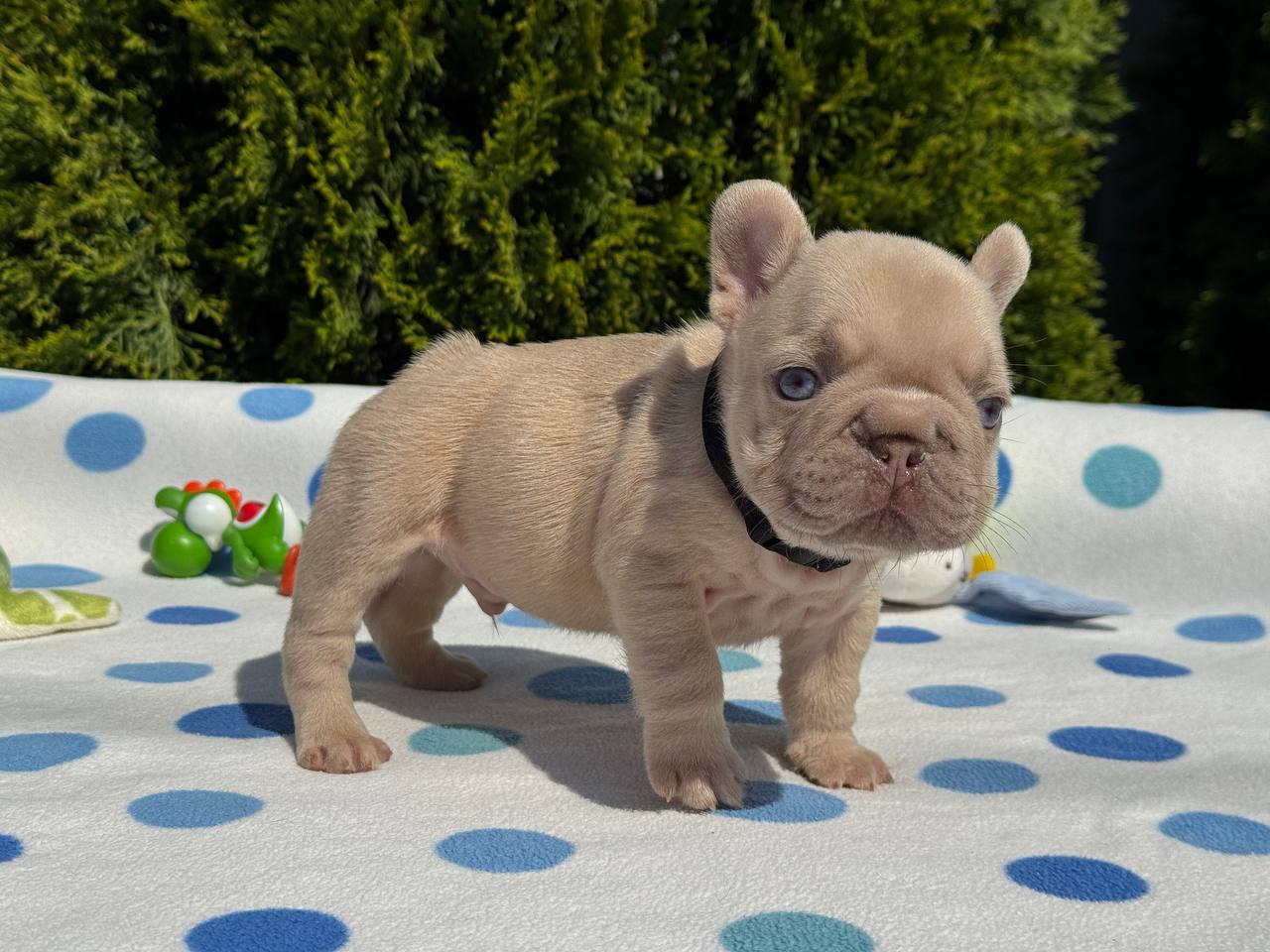 product photo French Bulldog male new shade isabella fawn color