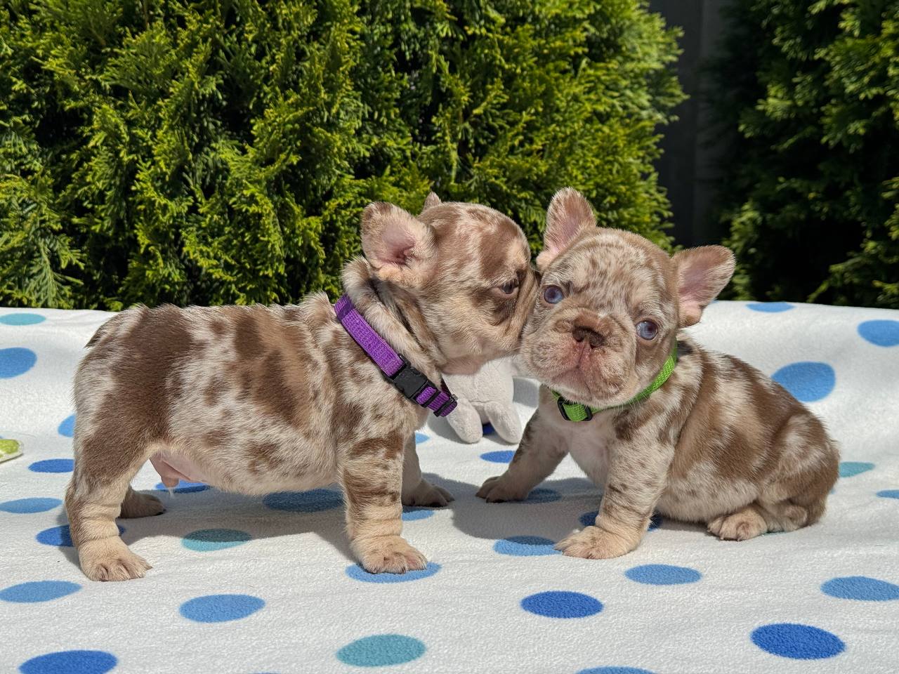 product photo French Bulldog Male New shade rojo tan merle