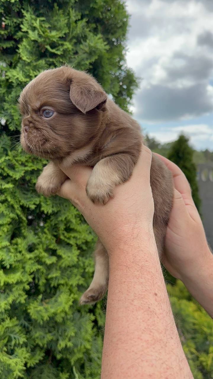 product photo French Bulldog Fluffy new shade rojo tan male