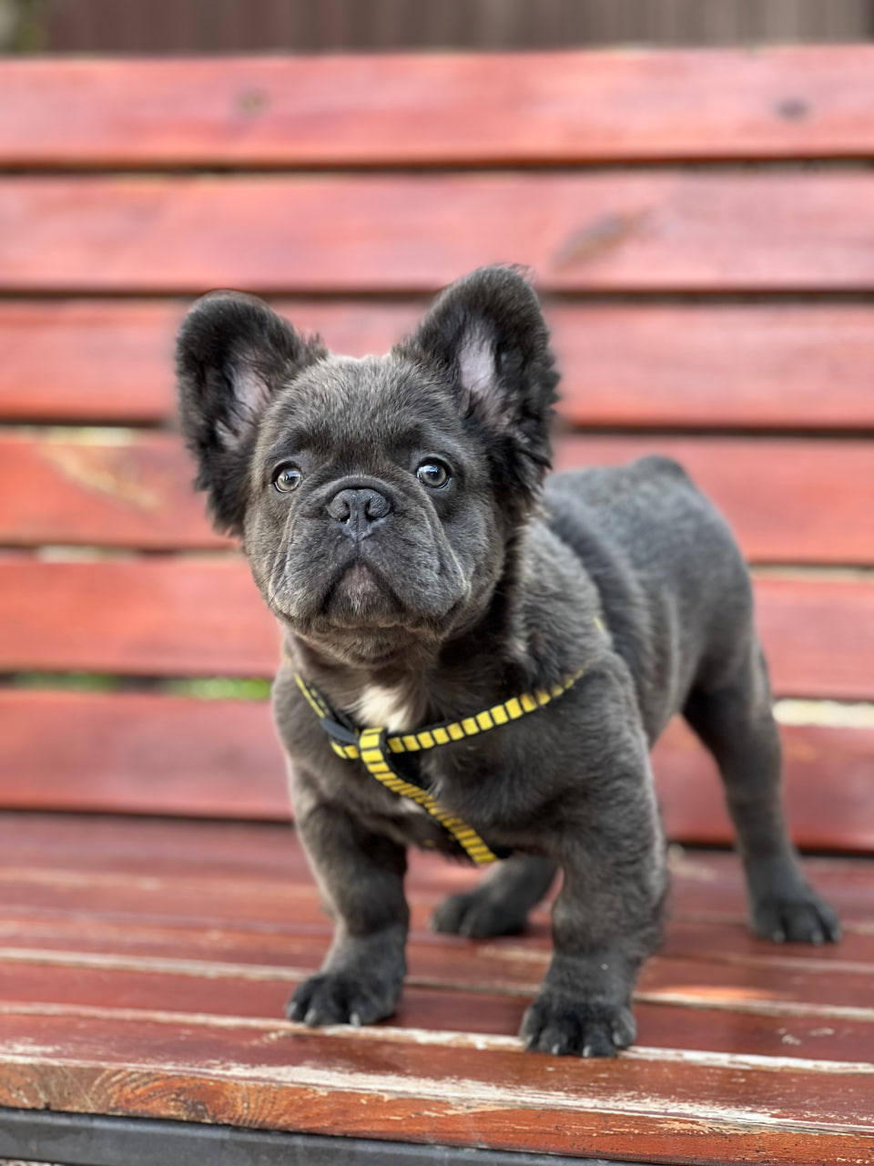 product photo French Bulldog Male Fluffy