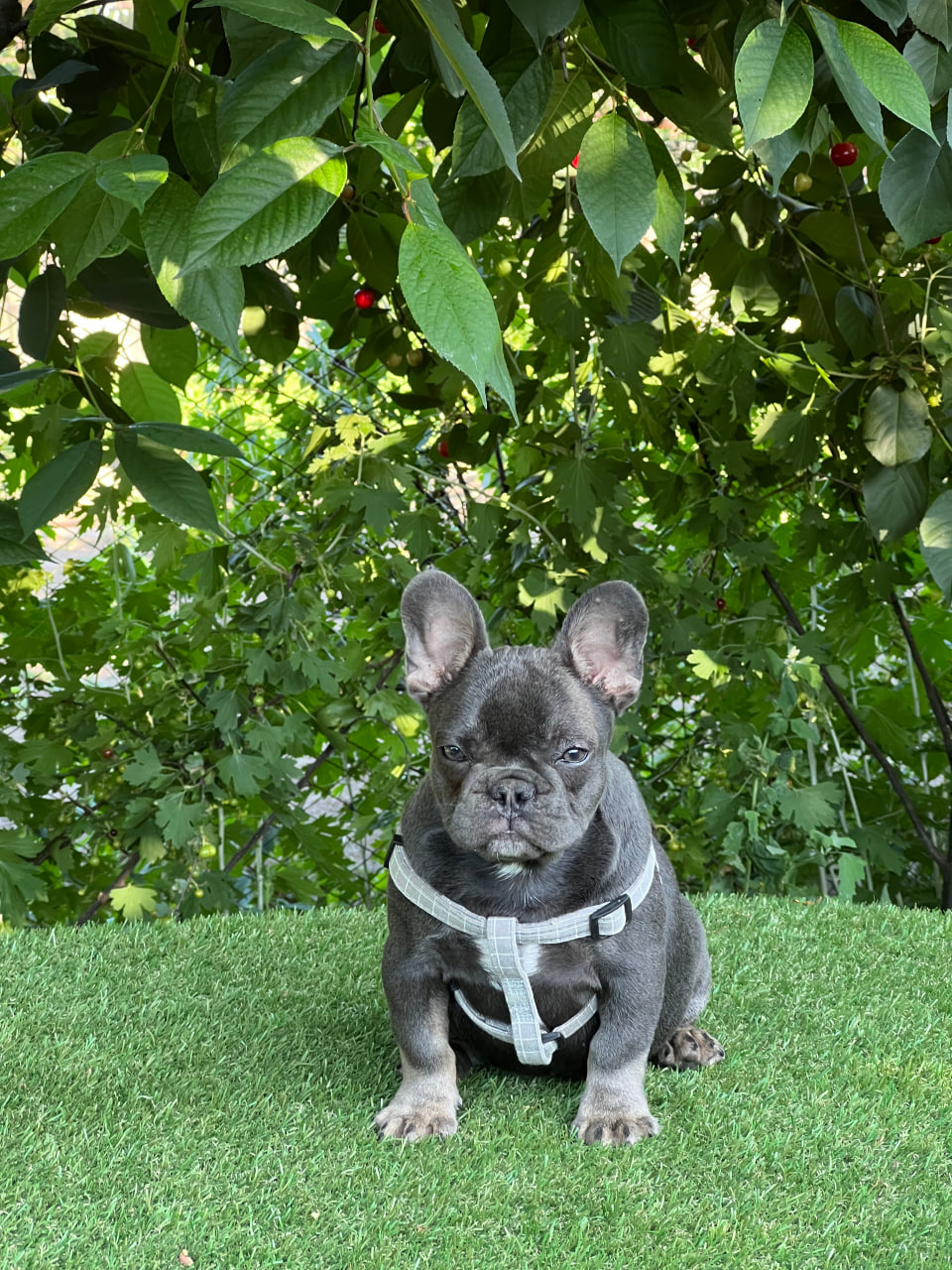 product photo French Bulldog Blue and tan female