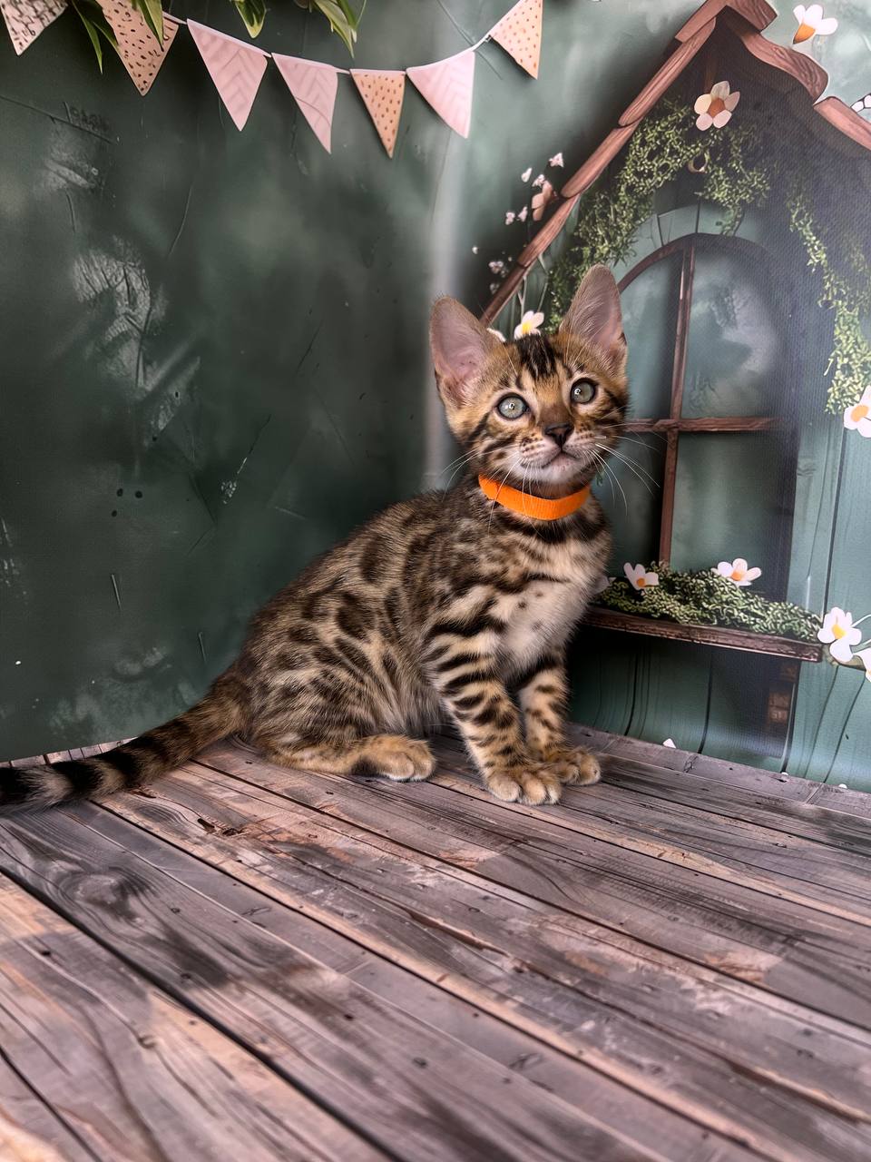 product photo Danica Bengal cat Female