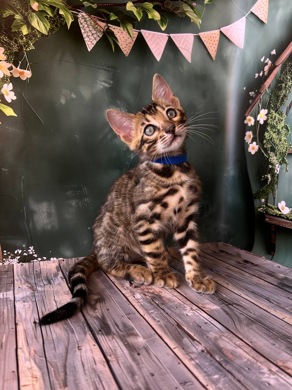 product photo Dave Bengal cat Male