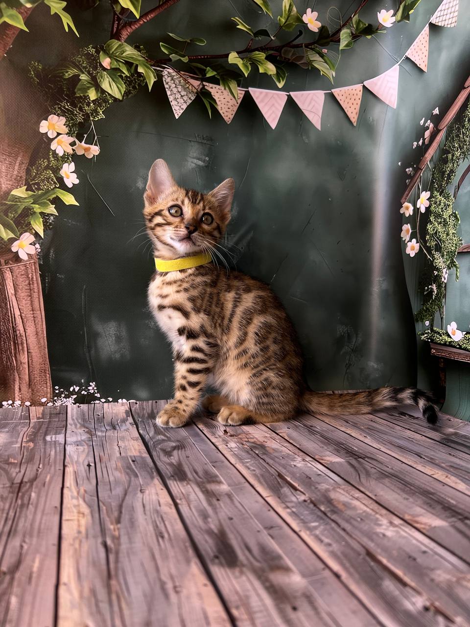 product photo Daylin Bengal cat Female