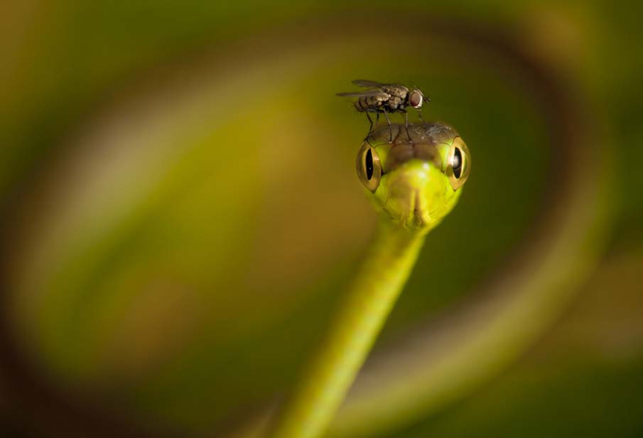 Фотография: 50 фото восхитительных змей №18 - BigPicture.ru