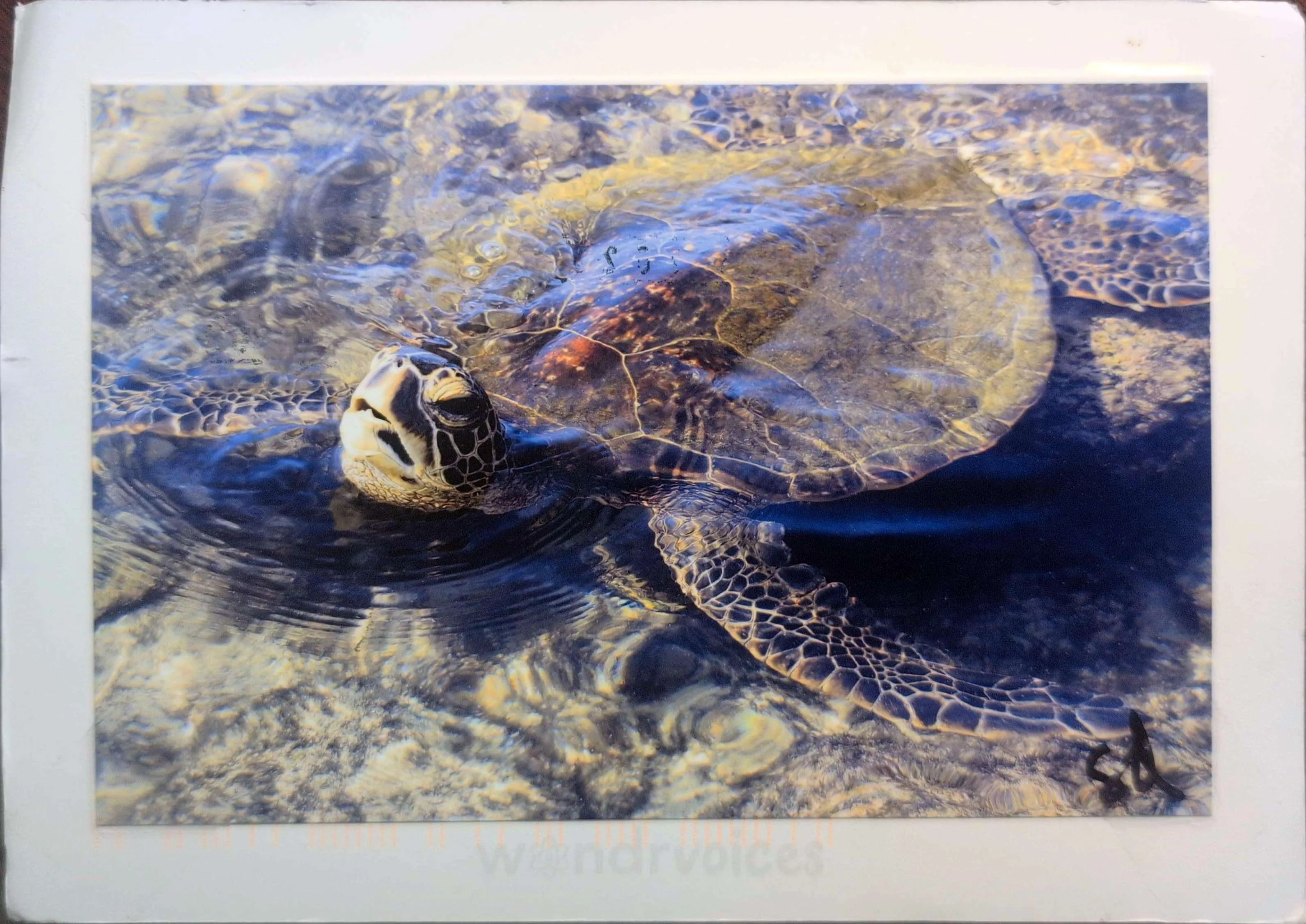 card image