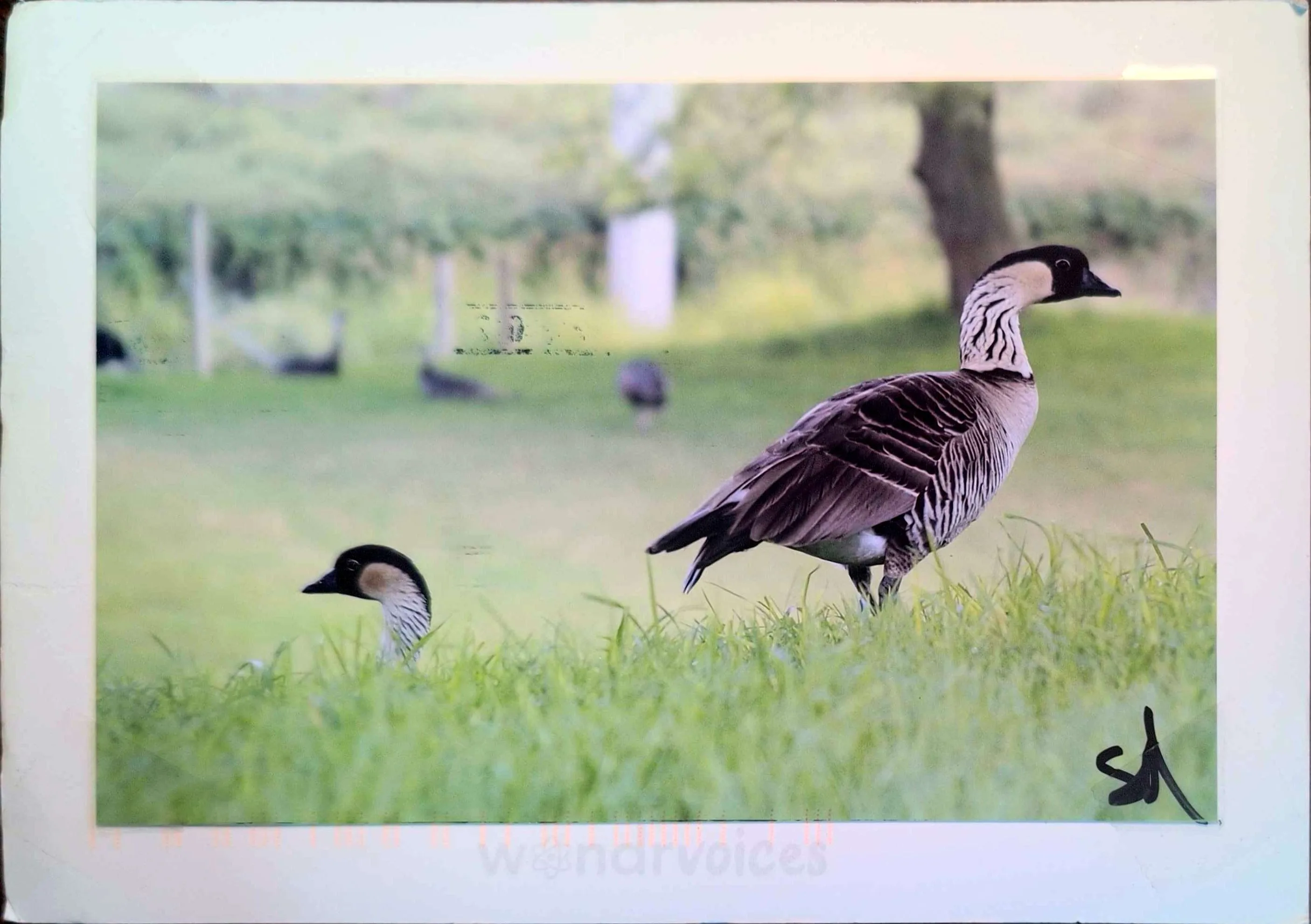 card image