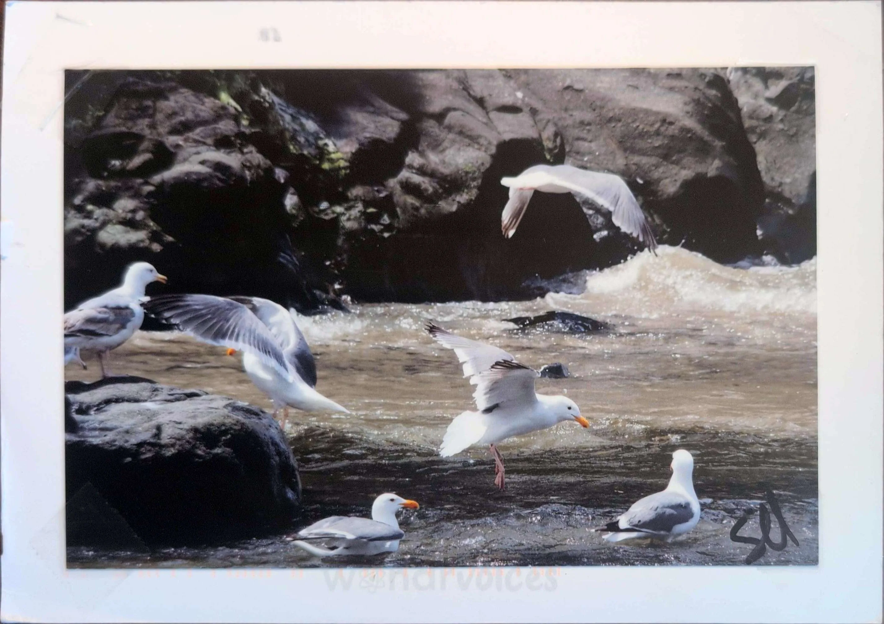 card image