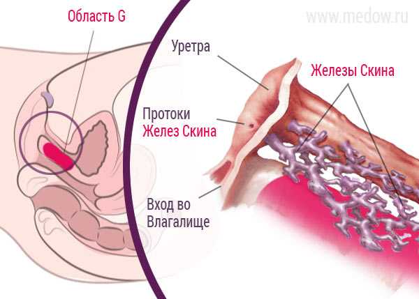 Что такое точка G и что она из себя представляет