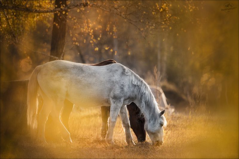 Алтай, осень, Горный Алтай, Мульта, лошадь, лошади, horse, фототур на Алтай, Уймонская степь Алтайская осень фото превью