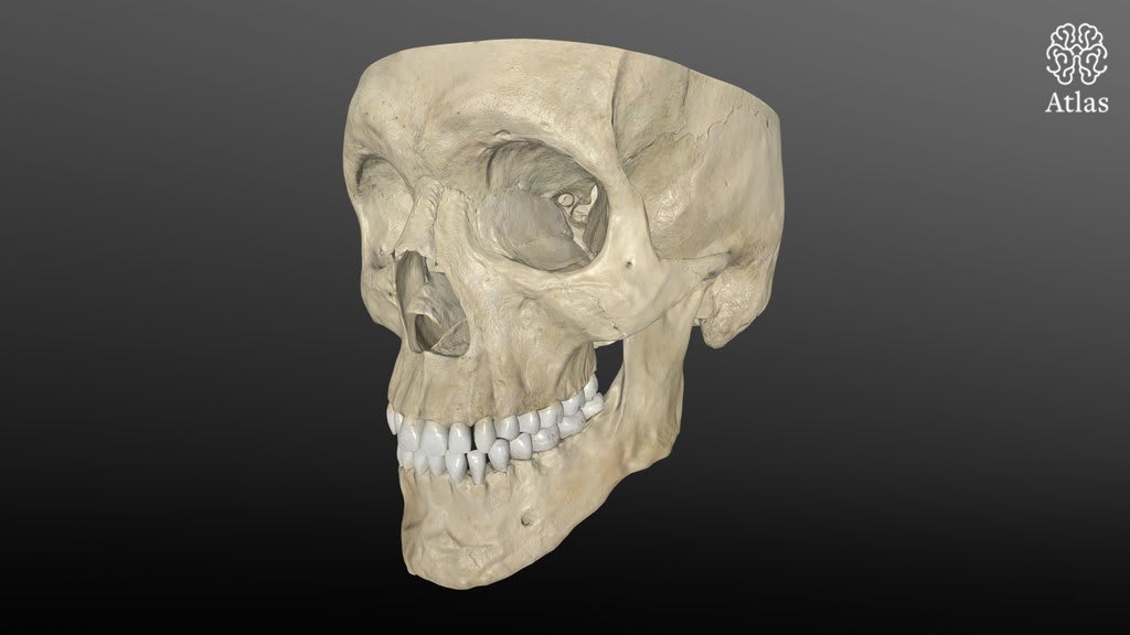 Endocranial Skull Base Anatomy | 3D Models | The Neurosurgical Atlas