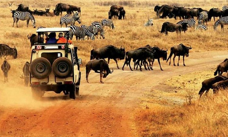 Luxury Primate Safari