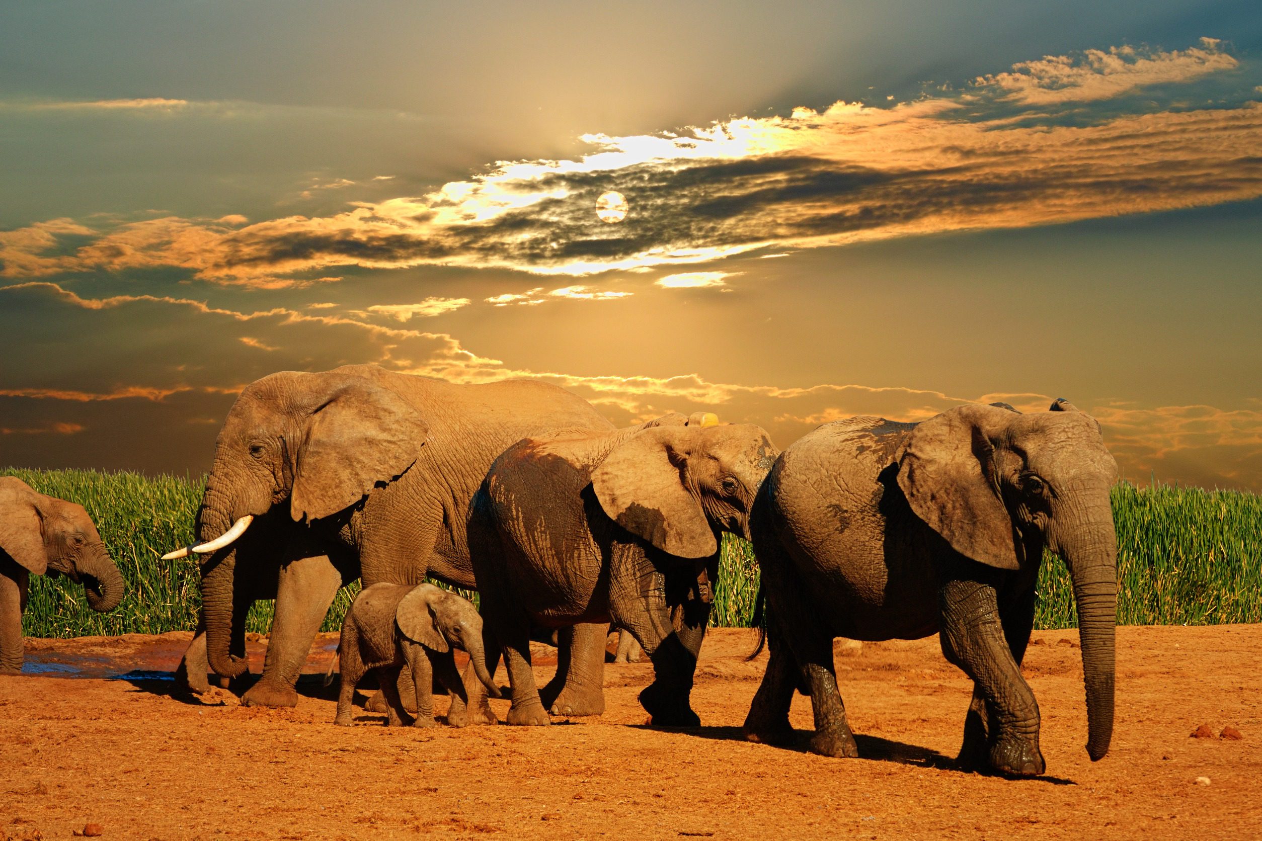 Experience African Wildlife