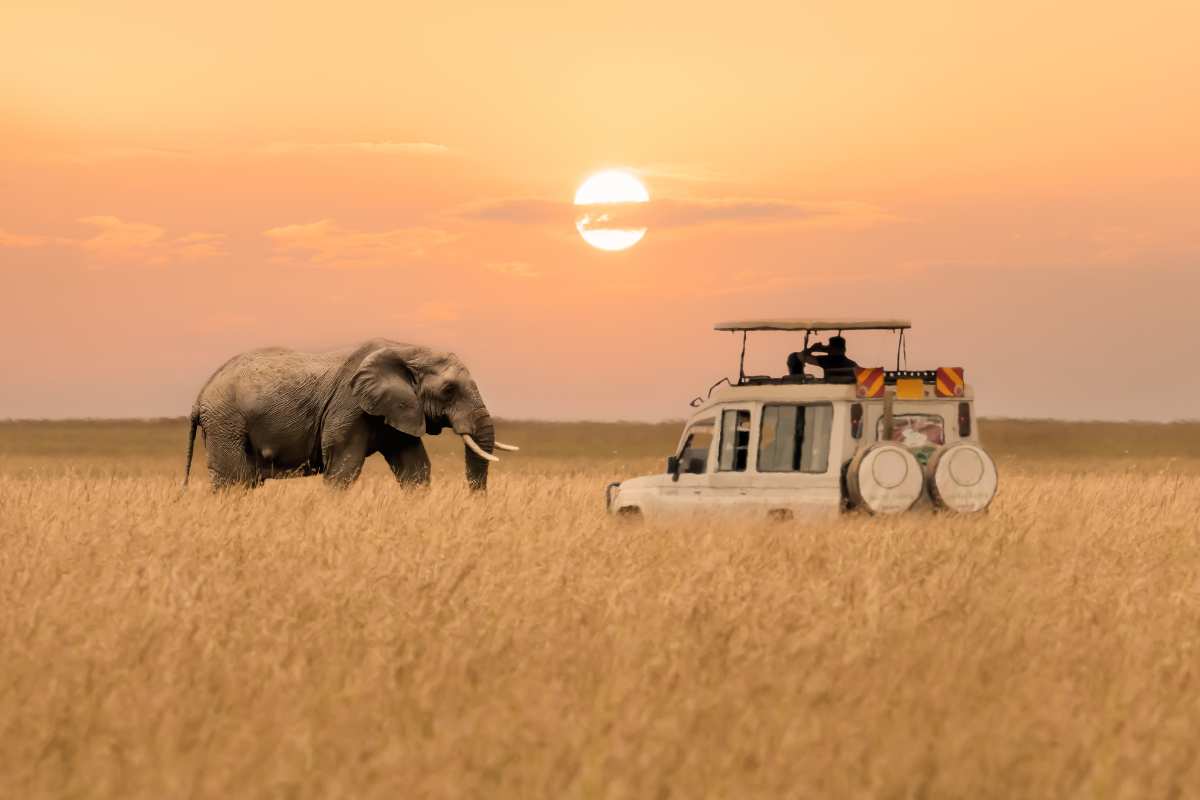 Unforgettable Safari Experiences