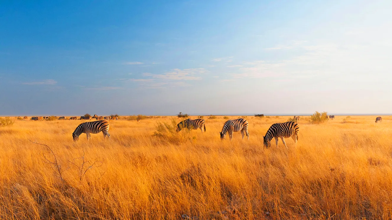 Gorilla Trekking Paradise