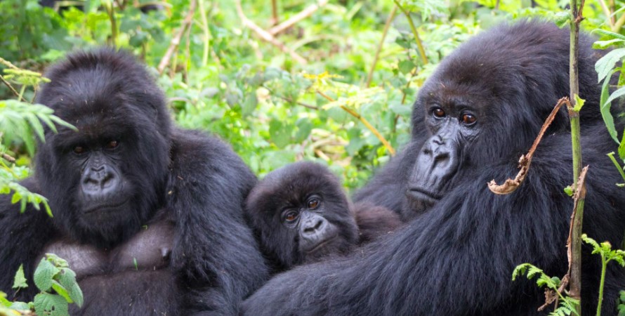 Gorilla Trekking Adventure