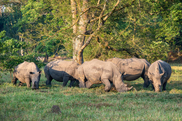 Scenic Safari & Cultural Expedition: Murchison Falls – West Nile Circuit