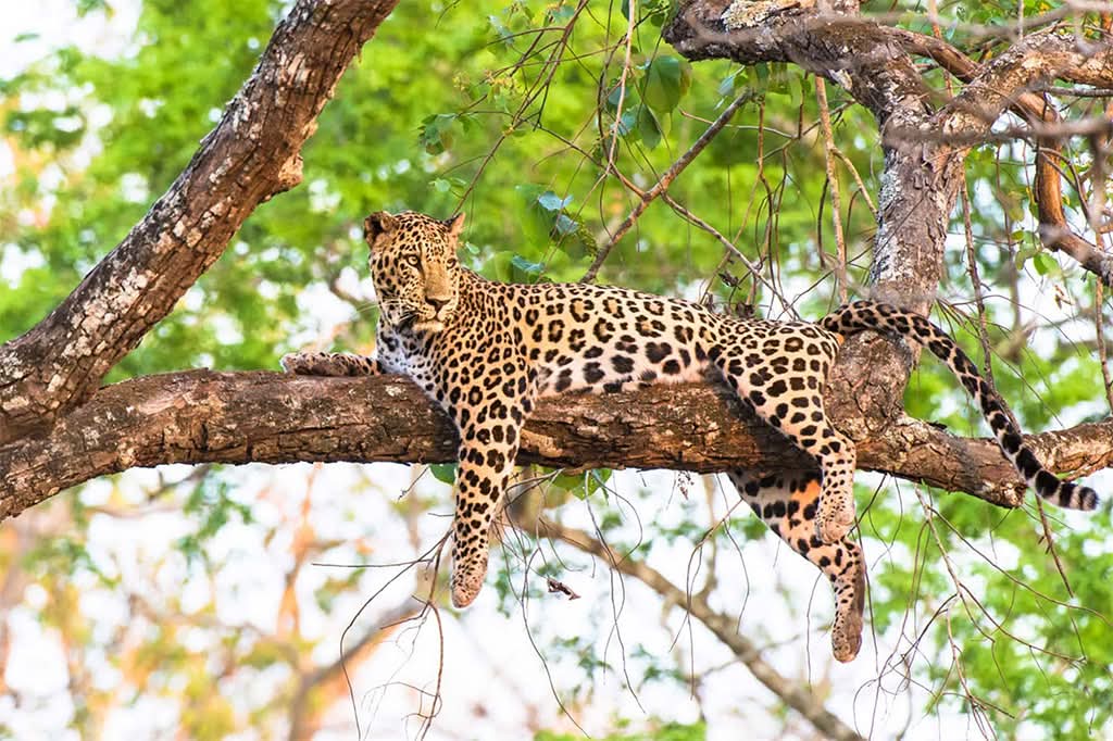 Wildlife Safari Experience