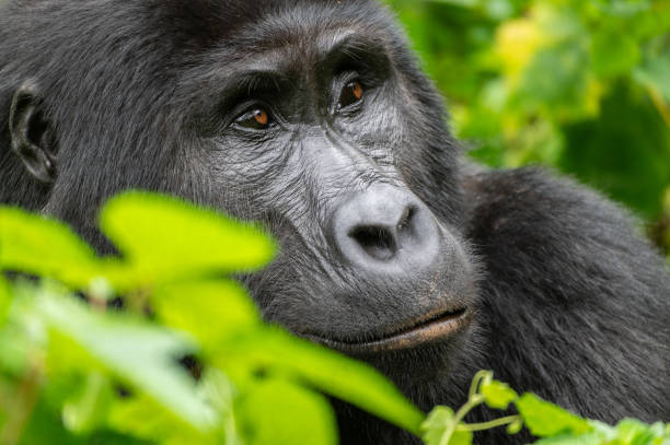 Bwindi Impenetrable National Park