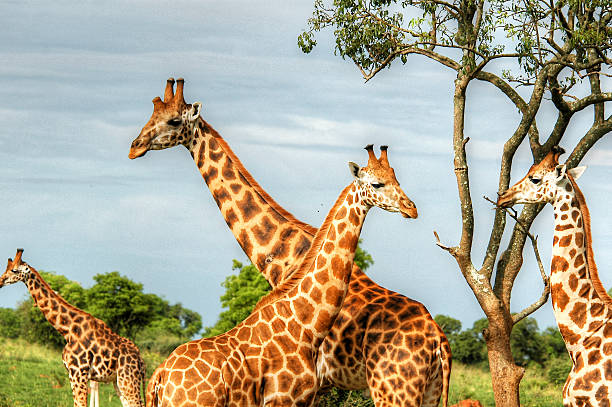 Murchison Falls National Park