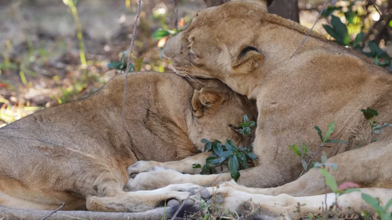 Queen Elizabeth National Park