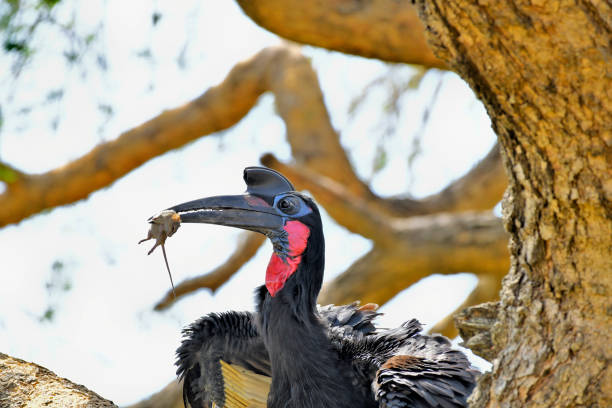 Bird Watching Paradise
