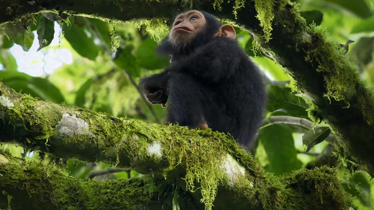 Chimpanzee Tracking Special