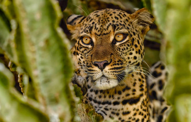 Murchison Falls Explorer