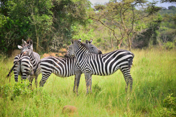 Budget Safari Weekend