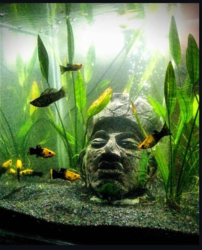 Explore some of our custom aquarium installations, designed to match each client's space and style. - Aquarium Project