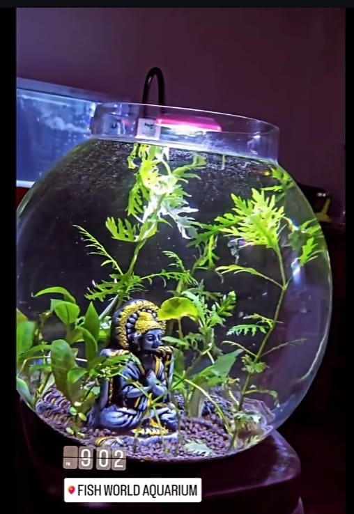 Custom-built aquariums tailored to enhance your home or office with elegant aquatic displays. - Aquarium Project