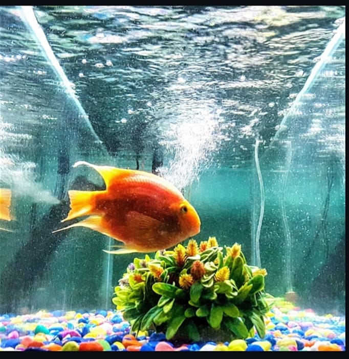 Premium custom aquariums featuring healthy aquatic plants and professional installation. - Aquarium Project