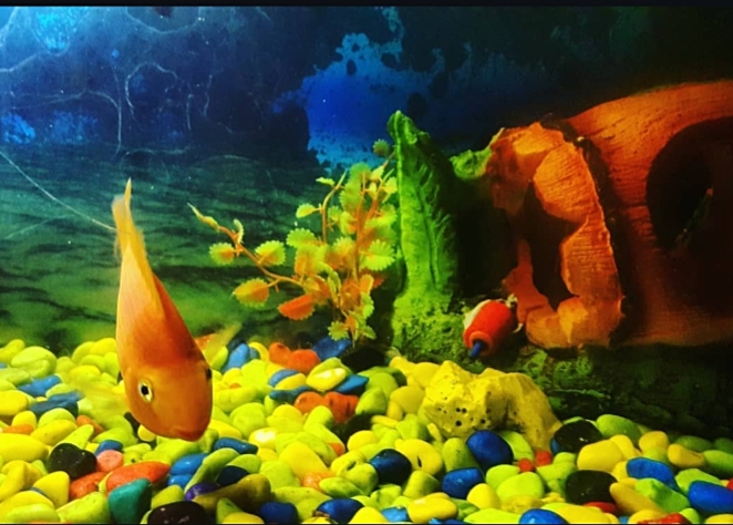 Premium aquarium design by Sun & Shadow Group
