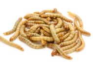 Hrana Vie Mealworms