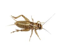 Hrana Vie Acheta Domesticus