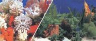 Fundal Acvariu Resun Coral Nature 48x15cm