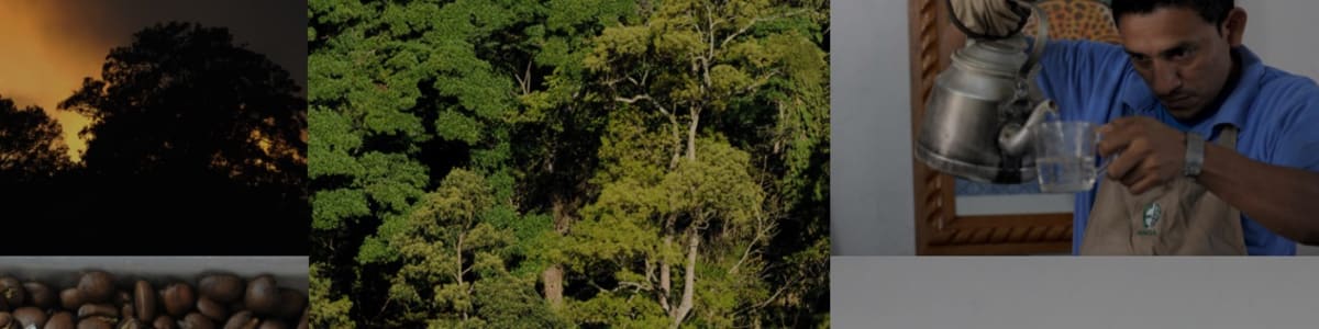 Imagen de fondo de Cafetalera Guadalupe Zaju, S.A. de C.V.