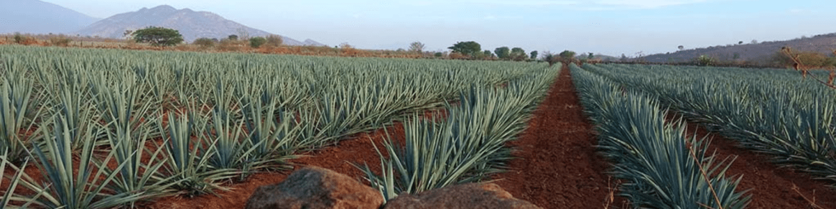 Tequilas González Lara, S.A. de C.V. background image