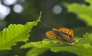 Fritillary Butterfly