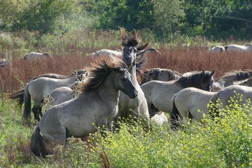 Konik Polski Horses