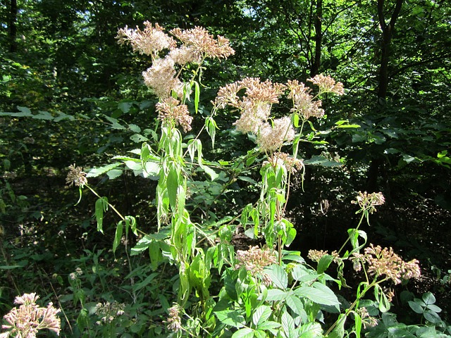Hemp Agrimony