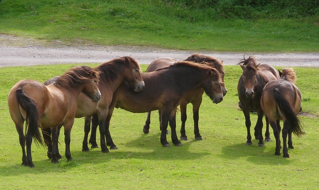 Exmoor ponies